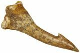 Fossil Sawfish (Onchopristis) Rostral Barb - Morocco #322868-1